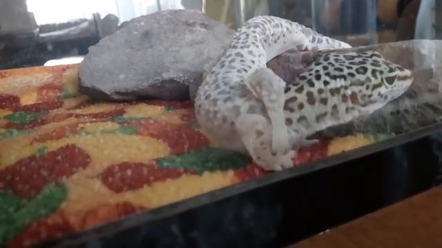 Линька эублефара #1 смотреть онлайн
