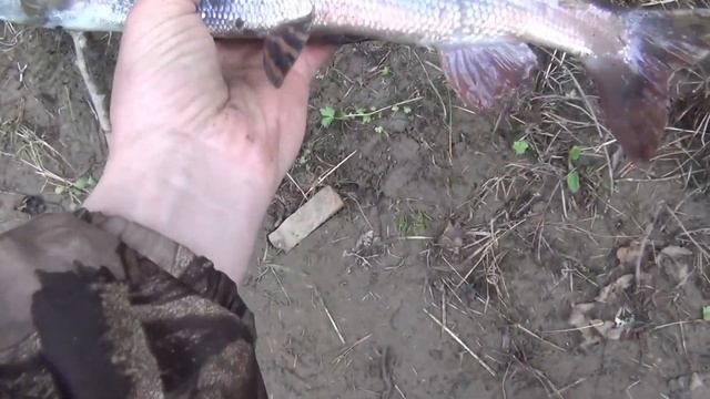 Тянем Черного Хариуса - Это Вырезка из Рыбалки ссылка в Описании Рыбалка на Красной скале 3-08-13 смотреть онлайн