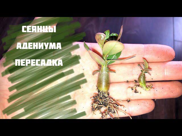 Адениум. Пересадка сеянцев адениума Ручного Опыления смотреть онлайн