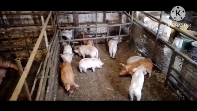 Распаковываю посылки для бойцов от подписчиков. Чем занимался в свинарнике сегодня. смотреть онлайн