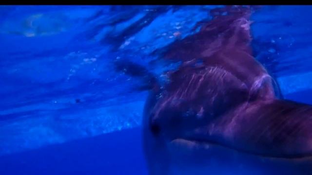 Владимир Коренев Ихтиандр, человек амфибия , Исмагил Шангареев и дельфины смотреть онлайн