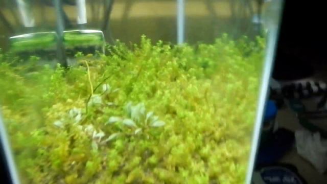 Cherry Shrimp Unboxing Action смотреть онлайн