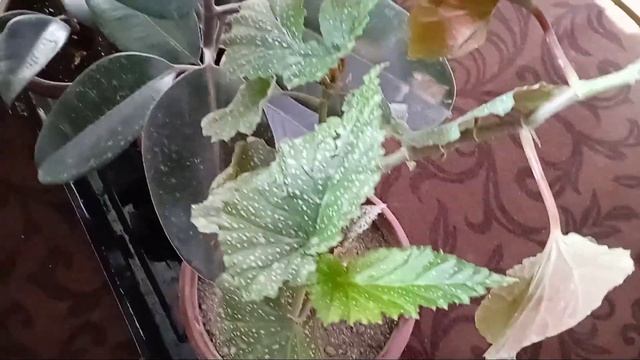 ХОНА ГУЛЛАРИ ҚАНДАЙ МУХИТДА ЯХШИ ЎСАДИ ВА БУНИ ҚУЛЛАБ ТУРИНГ ? смотреть онлайн