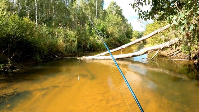 опять бобры плотину строят смотреть онлайн