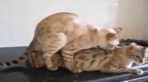 Брачные Игры в Мире Животных