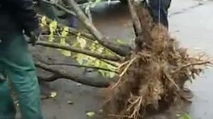 Как пересадить взрослую сирень