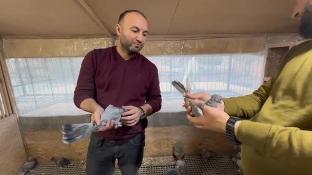 В гостях у Хабибулло. Турецкие голуби в Душанбе 🕊️🇹🇯