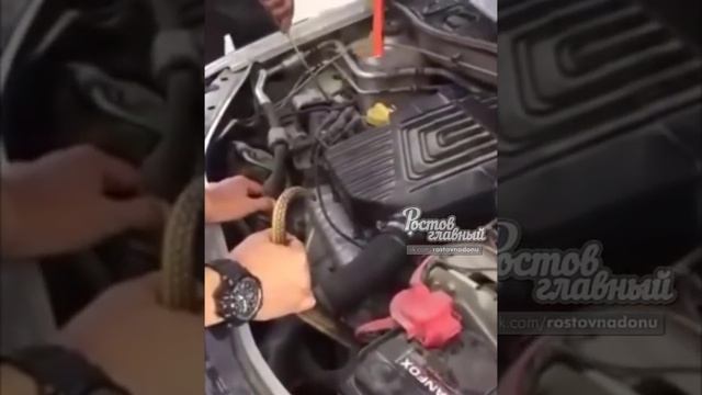 Змея забралась в машину ростовчанина смотреть онлайн