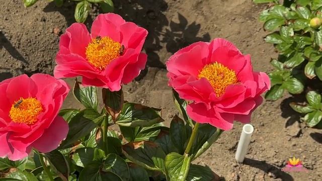 Сеянцы пионов Ворошиловой. Цветение 2023 года! Часть 7 / Сад Ворошиловой смотреть онлайн