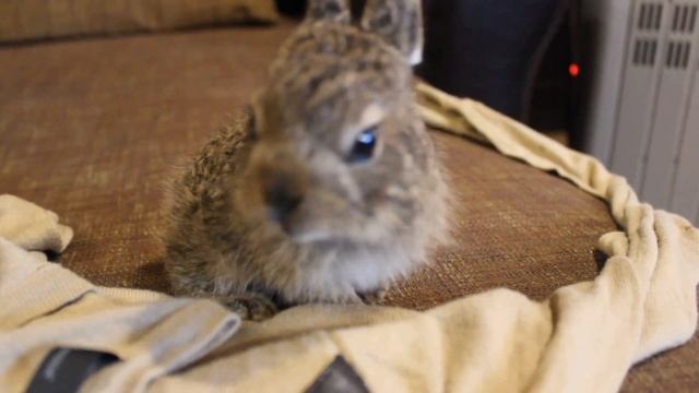 Зайчонок Кнопа (8 дней) смотреть онлайн