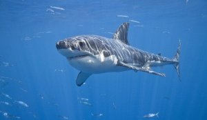 К.Сен-Санс. Карнавал животных.12.