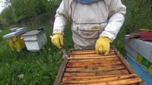 Эксперимент со свищевым маточником.  Пасека Лаврова