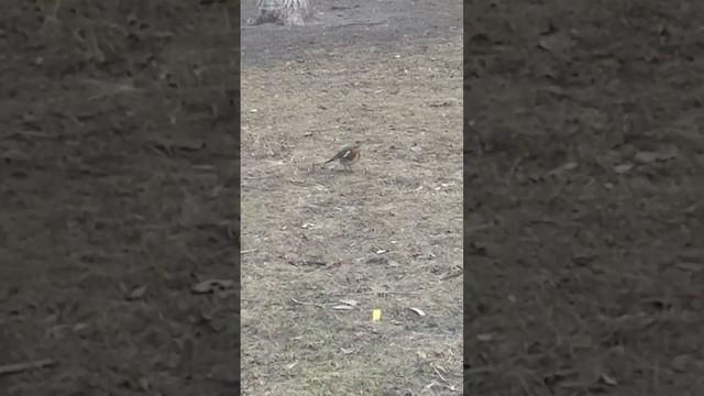 Кто знает название птички? смотреть онлайн