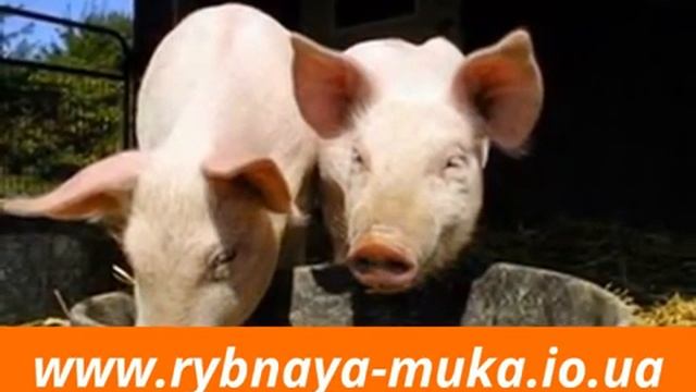 Внимательно заказывайте печать фото на холсте в Николаеве и не только смотреть онлайн