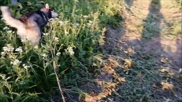 Сходил на прогулку с хаски