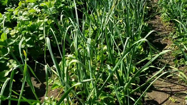 Сорт клубники Генри смотреть онлайн