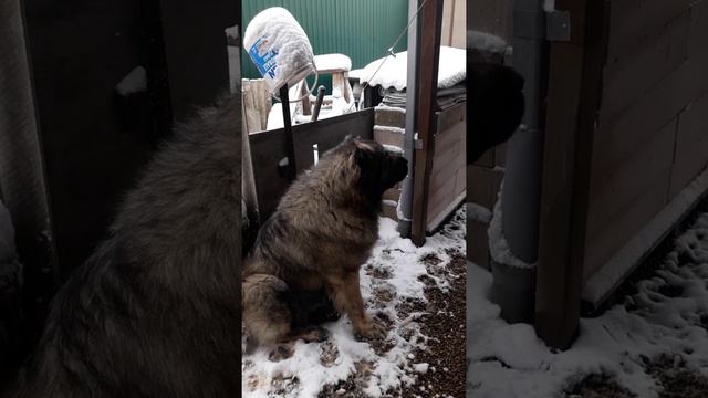 завтрак каждый день и только так. Байрак Азскас Атаман. смотреть онлайн