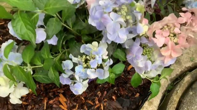 Planting French Bolero Hydrangea in garden- hybrid hydrangea new variety смотреть онлайн
