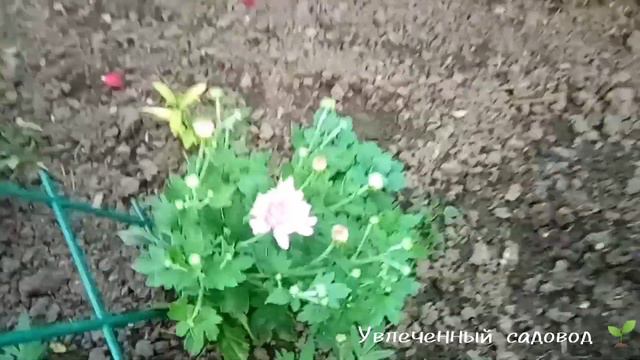Королева сада зацветает.. июль. смотреть онлайн