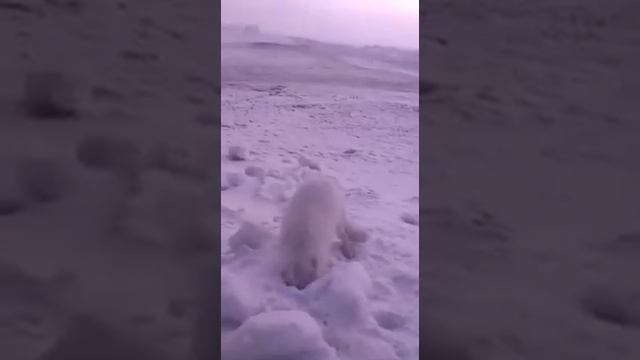 Белый песец смотреть онлайн