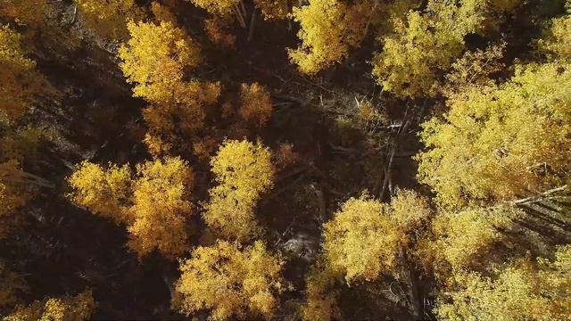 Focus Music for Work and Studying - Enchanting Autumn Forests with Beautiful Piano Music смотреть онлайн