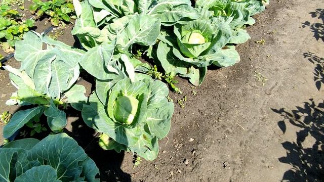 ?????КОГДА УБИРАТЬ РАННЮЮ КАПУСТУ. СПРАШИВАЕТЕ - ОТВЕЧАЮ смотреть онлайн