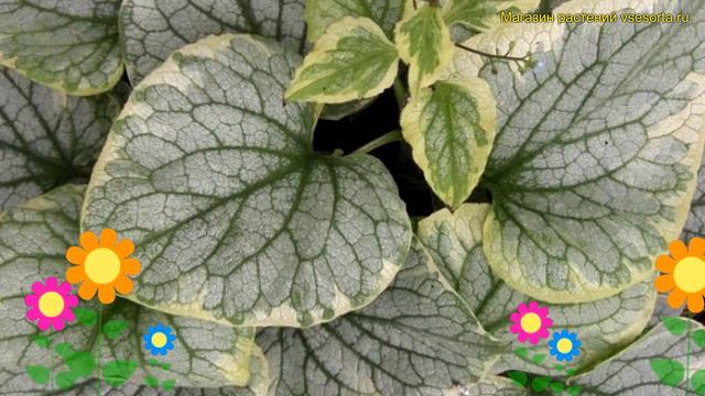 Бруннера крупнолистная Кинг Рансом. Краткий обзор, описание brunnera macrophylla Kings Ransom смотреть онлайн