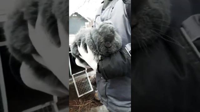 Жирнейшие голубые кролики | Шерстяные Звери смотреть онлайн