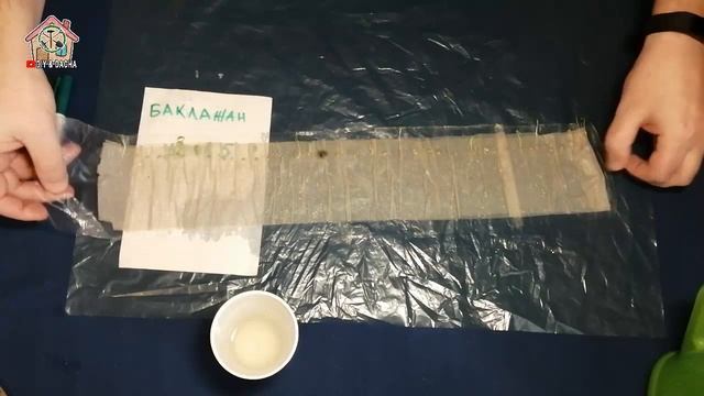 Баклажан. Проращиваю семена в туалетной бумаге. День 5. DIY & DACHA. Ep 65. смотреть онлайн