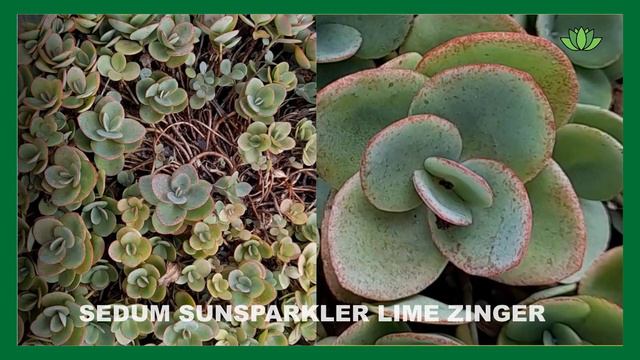 Plaisir de faire / plaisir d'offrir : faire une composition de succulentes avec les enfants смотреть онлайн