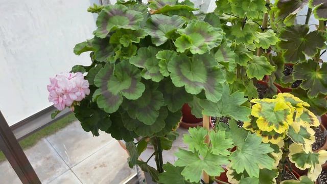 Early September - Part 2. A look around the greenhouse with tips for developing 'Standard' heads смотреть онлайн