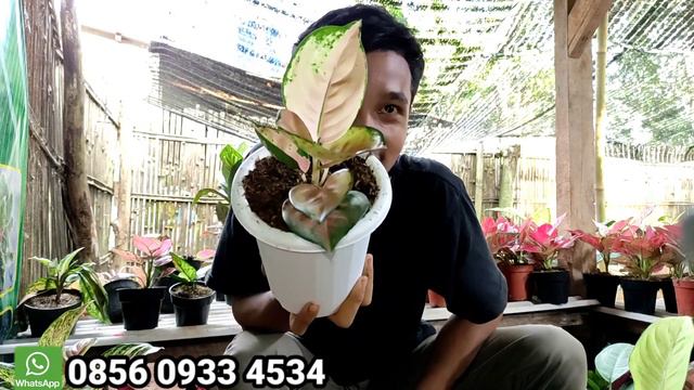 TERMURAH‼️||DISINI TEMPATNYA PETANI AGLONEMA PALING MURAH смотреть онлайн