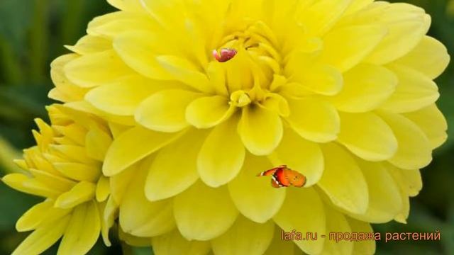 Георгина декоративная Мелоди Латин (dahlia) ? обзор: как сажать, луковицы георгины Мелоди Латин смотреть онлайн