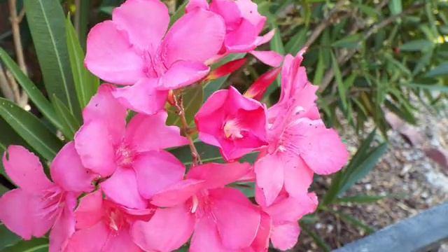 Fujifilm FinePix S9900W Time Lapse #2 смотреть онлайн