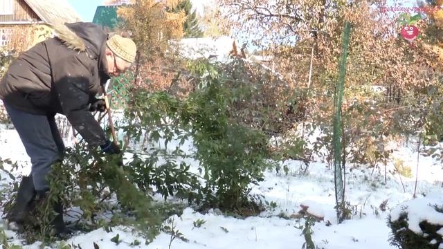 Укрытие плетистых роз на зиму #urozhainye_gryadki смотреть онлайн