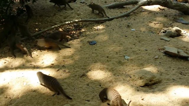 Активность мангустов в Барселонском зоопарке смотреть онлайн