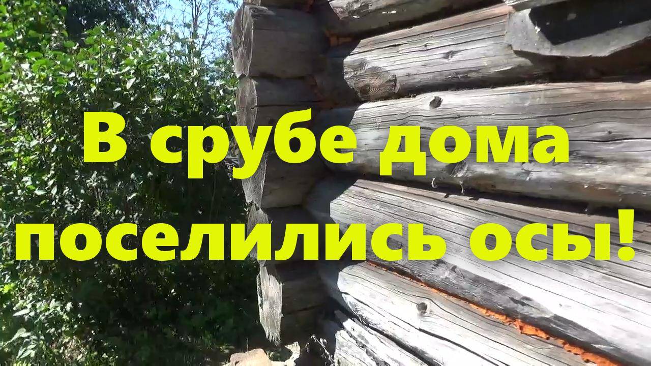 Осы на даче и в доме: как избавиться от ос? Средство от ос. смотреть онлайн