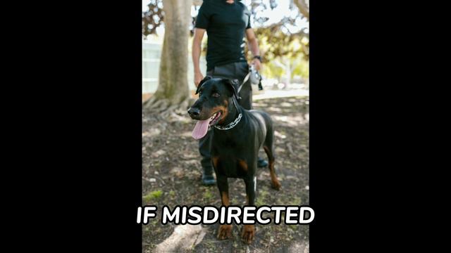 THE 10 MOST DANGEROUS DOGS IN THE WORLD 🐶 смотреть онлайн