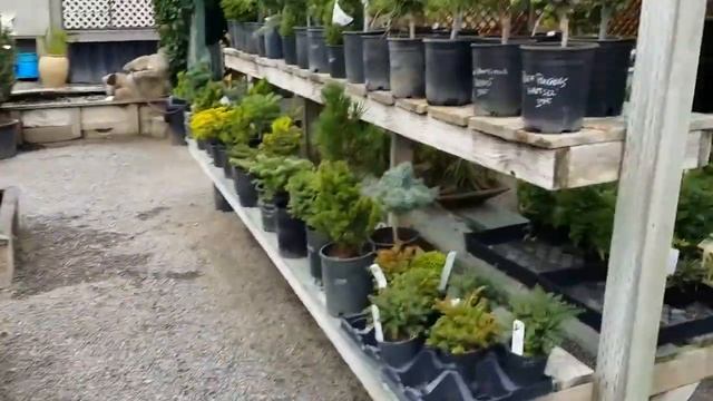 Еще карликовые хвойные в Pond & Garden Nursery в Сономе смотреть онлайн