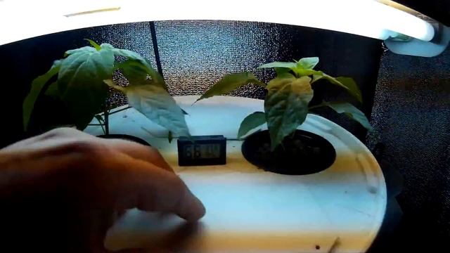 Гидропоника Peter Pepper смотреть онлайн