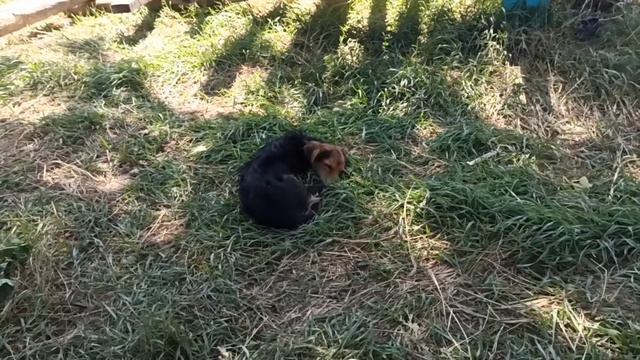 Короткая жизнь Рыжика.. смотреть онлайн