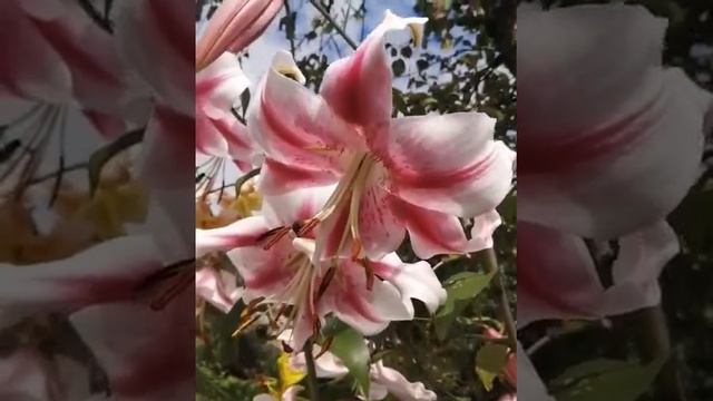 Лучшие сорта лилий:ОТ-гибрид Анастасия . смотреть онлайн