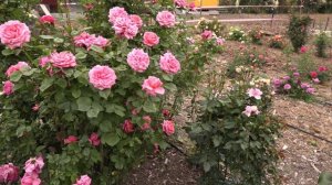 Лучшие розы современных сортов, сорт Ромина ч/г группа, Питомник роз Полины Козловой rozarium.biz