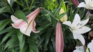 Лилии в моем саду | Обзор сортов моих лилий: краткие характеристики и впечатления