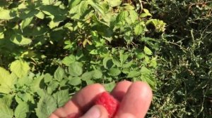 Малина Маргарита.