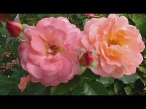 РОЗЫ фавориты ТОП-6