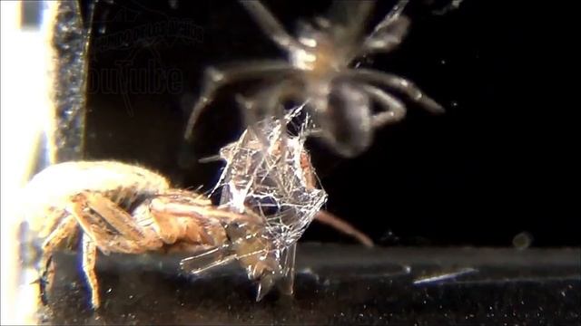 ARAÑA XYSTICUS (CANGREJO) VS STEATODA GROSSA X2 смотреть онлайн