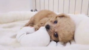 Милые щенки под приятную музыку