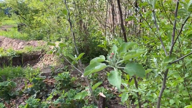 Природа расцвела. Наше северное лето. Дачные работы. смотреть онлайн