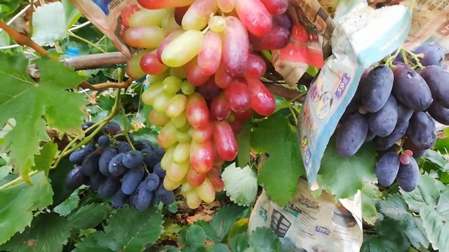 Виноград Манекюр фингер смотреть онлайн